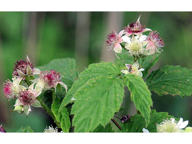 Rubus occidentalis (Black raspberry) #73238