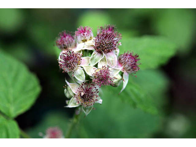Rubus occidentalis (Black raspberry) #73239