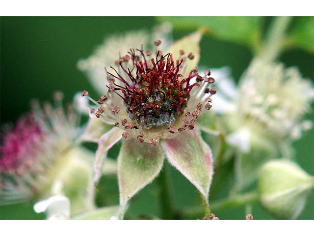 Rubus occidentalis (Black raspberry) #73241