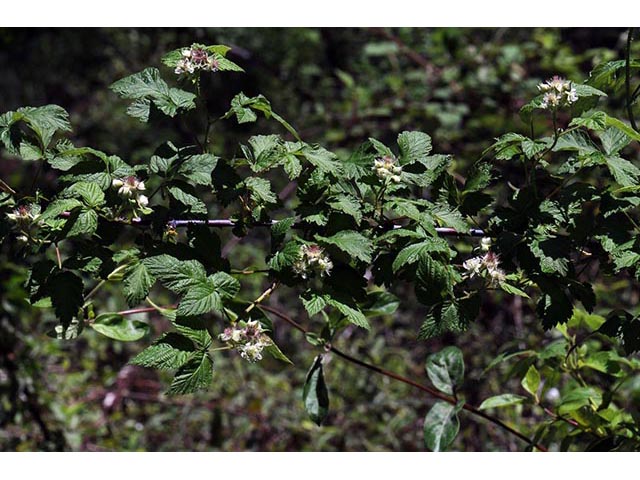 Rubus occidentalis (Black raspberry) #73247