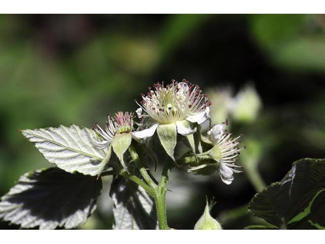 Rubus occidentalis (Black raspberry) #73249