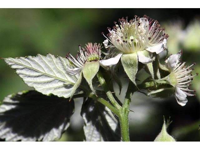 Rubus occidentalis (Black raspberry) #73250