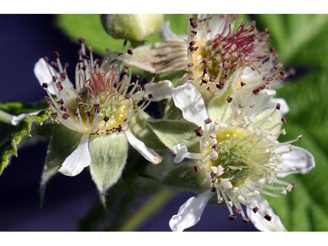 Rubus occidentalis (Black raspberry) #73256