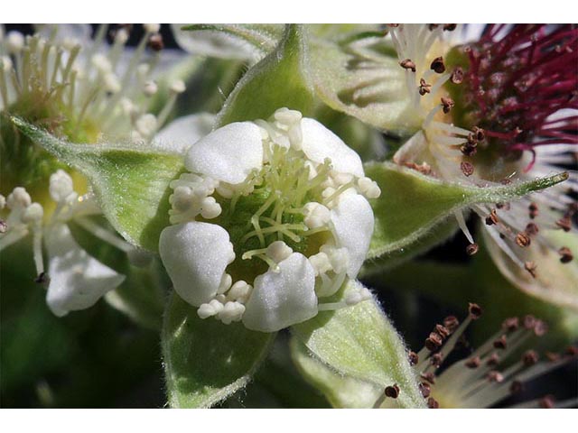Rubus occidentalis (Black raspberry) #73258