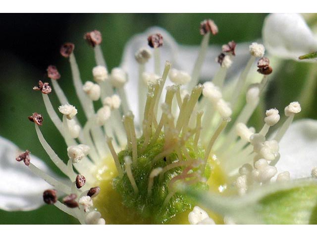 Rubus occidentalis (Black raspberry) #73260