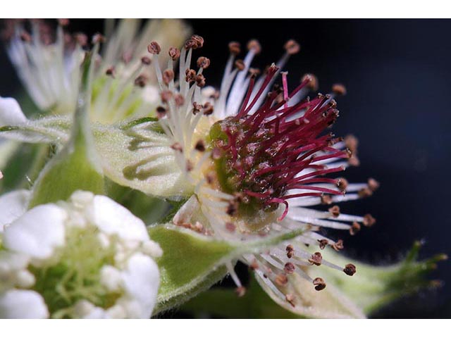 Rubus occidentalis (Black raspberry) #73261