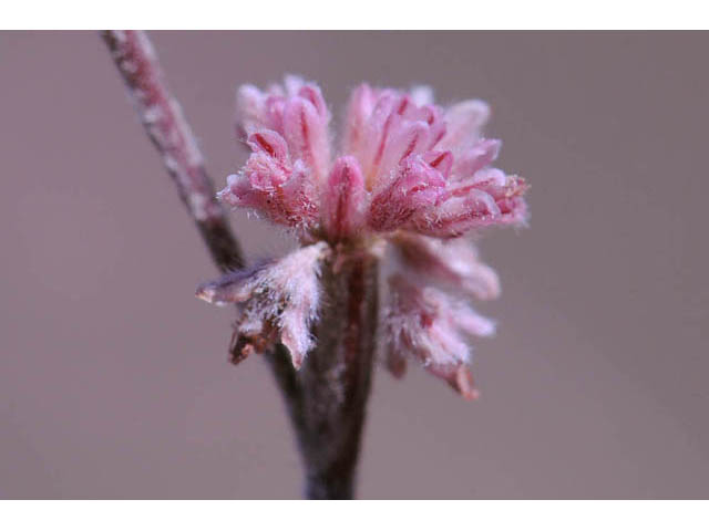 Eriogonum dasyanthemum (Chaparral buckwheat) #51655