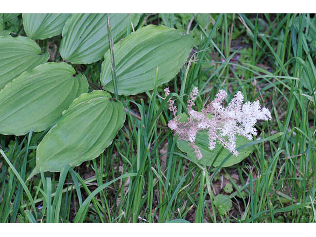 Maianthemum racemosum ssp. racemosum (Feathery false lily of the valley) #73268