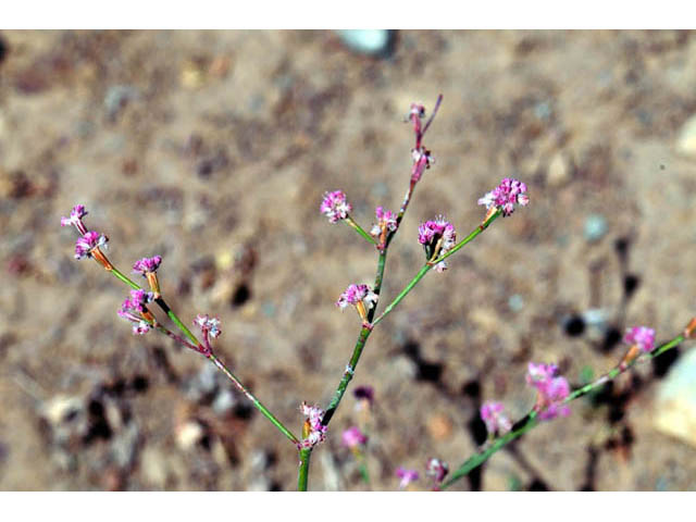 Eriogonum dasyanthemum (Chaparral buckwheat) #51658