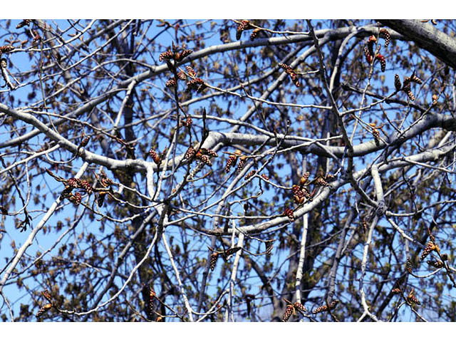 Populus deltoides (Eastern cottonwood) #73307