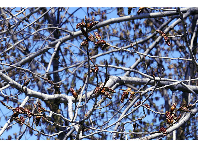 Populus deltoides (Eastern cottonwood) #73308