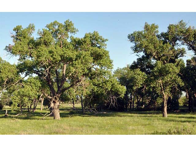 Populus deltoides (Eastern cottonwood) #73321