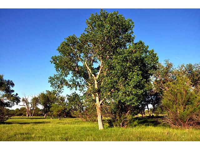 Populus deltoides (Eastern cottonwood) #73322