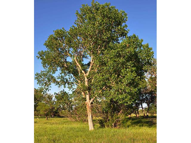 Populus deltoides (Eastern cottonwood) #73323