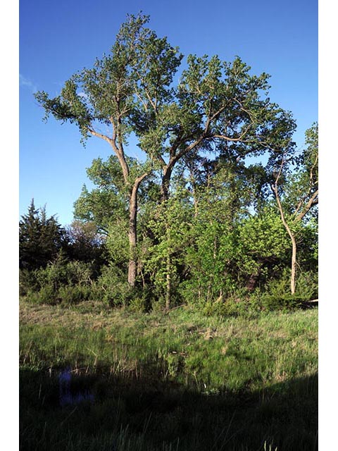 Populus deltoides ssp. monilifera (Plains cottonwood) #73328