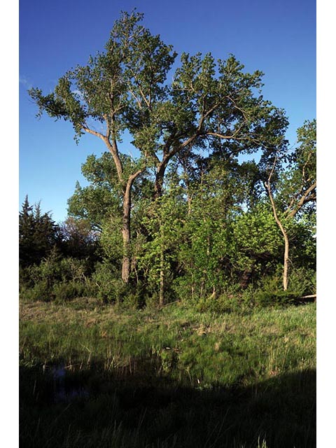 Populus deltoides ssp. monilifera (Plains cottonwood) #73329