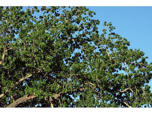 Populus deltoides ssp. monilifera (Plains cottonwood) #73331