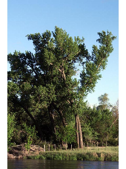 Populus deltoides ssp. monilifera (Plains cottonwood) #73333