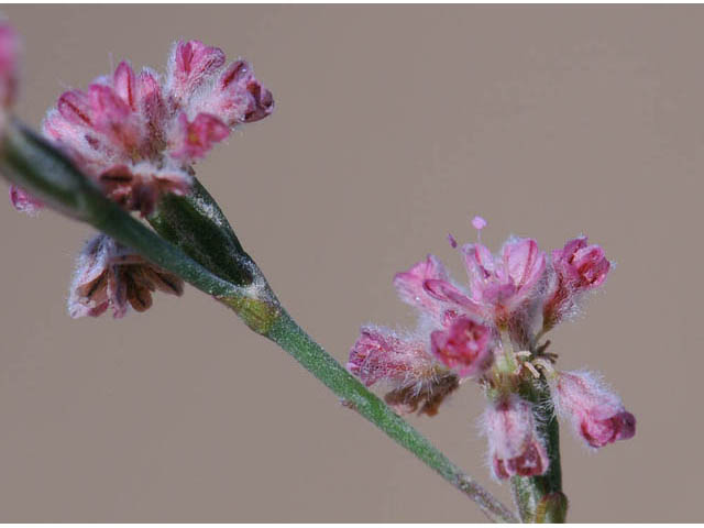 Eriogonum dasyanthemum (Chaparral buckwheat) #51662