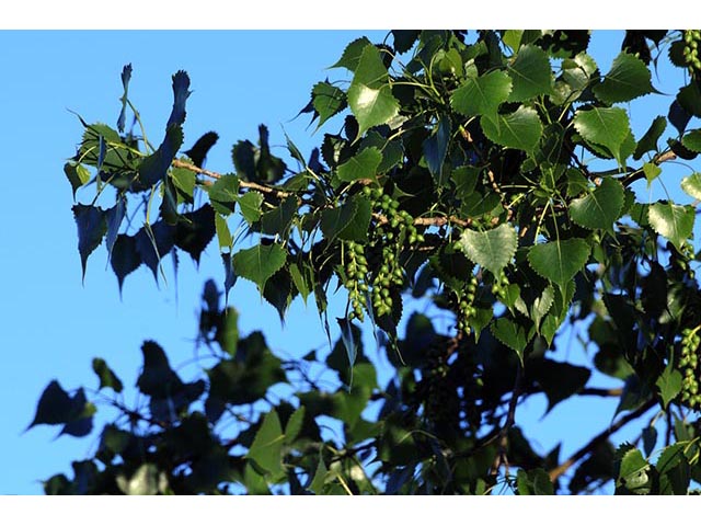 Populus deltoides ssp. monilifera (Plains cottonwood) #73338