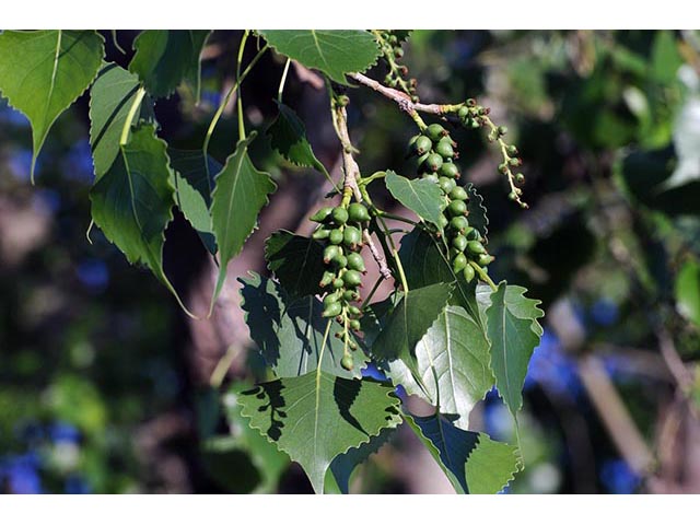 Populus deltoides ssp. monilifera (Plains cottonwood) #73341