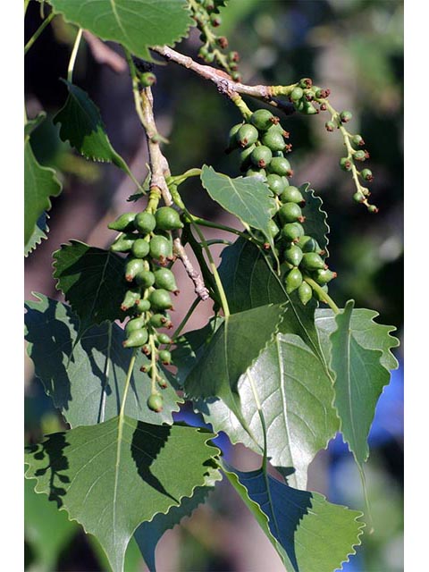 Populus deltoides ssp. monilifera (Plains cottonwood) #73342