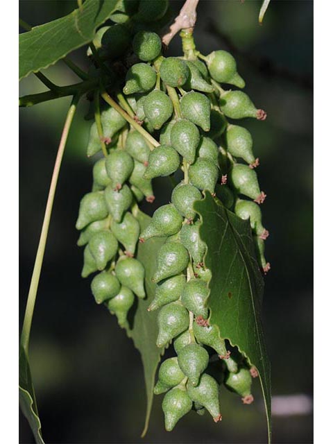 Populus deltoides ssp. monilifera (Plains cottonwood) #73346
