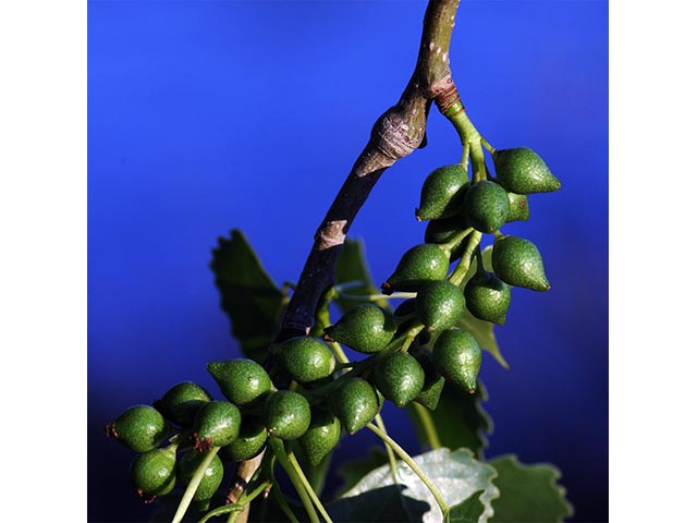 Populus deltoides ssp. monilifera (Plains cottonwood) #73347