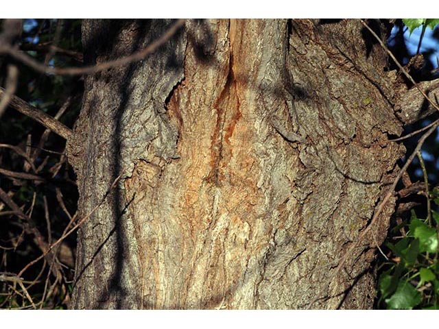 Populus deltoides ssp. monilifera (Plains cottonwood) #73356