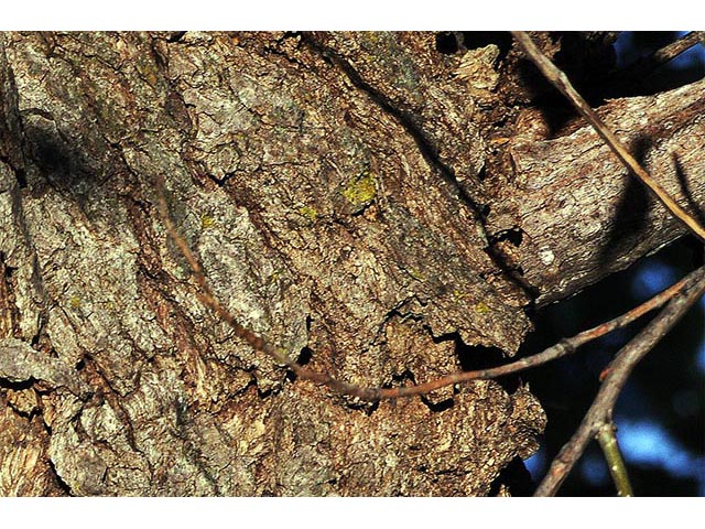 Populus deltoides ssp. monilifera (Plains cottonwood) #73357