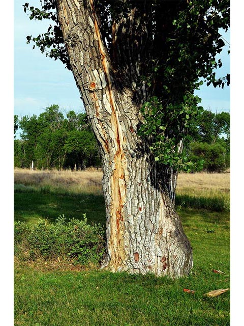 Populus deltoides ssp. monilifera (Plains cottonwood) #73360