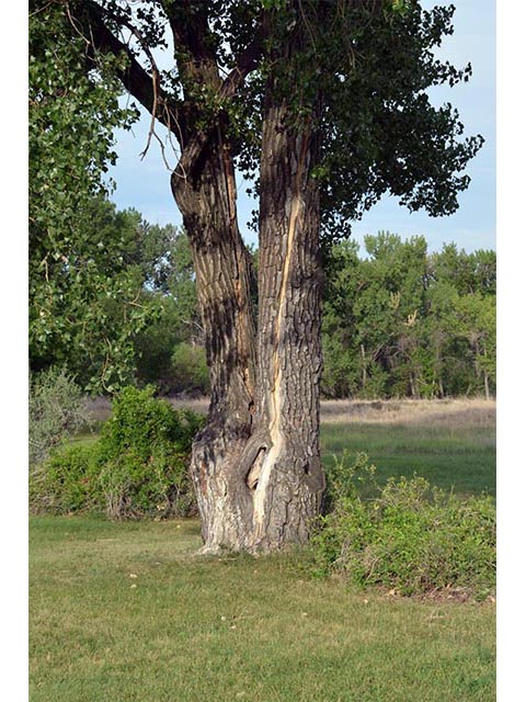 Populus deltoides ssp. monilifera (Plains cottonwood) #73361