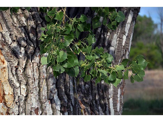 Populus deltoides ssp. monilifera (Plains cottonwood) #73362