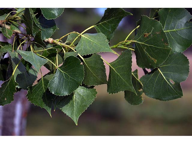Populus deltoides ssp. monilifera (Plains cottonwood) #73363