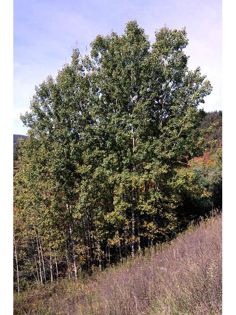 Populus grandidentata (Bigtooth aspen) #73367
