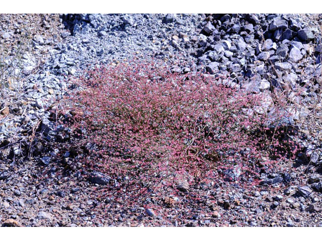 Eriogonum dasyanthemum (Chaparral buckwheat) #51665