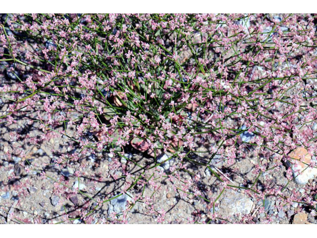 Eriogonum dasyanthemum (Chaparral buckwheat) #51666