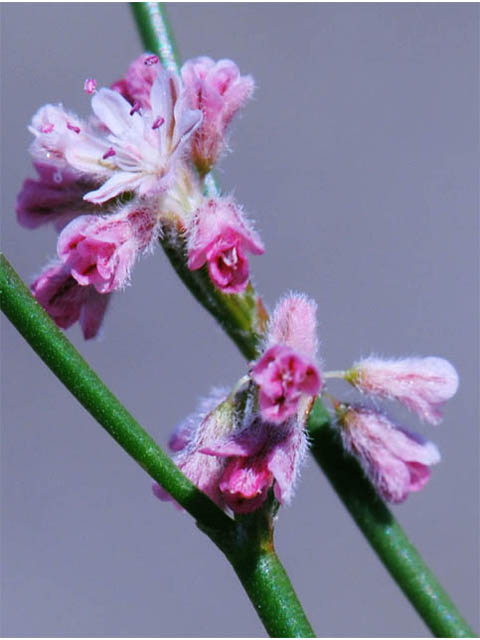 Eriogonum dasyanthemum (Chaparral buckwheat) #51668