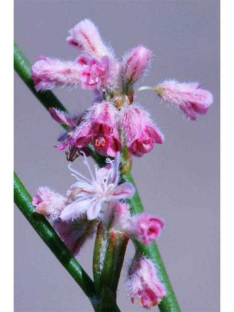 Eriogonum dasyanthemum (Chaparral buckwheat) #51669