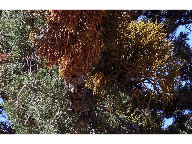 Phoradendron juniperinum (Juniper mistletoe) #73413