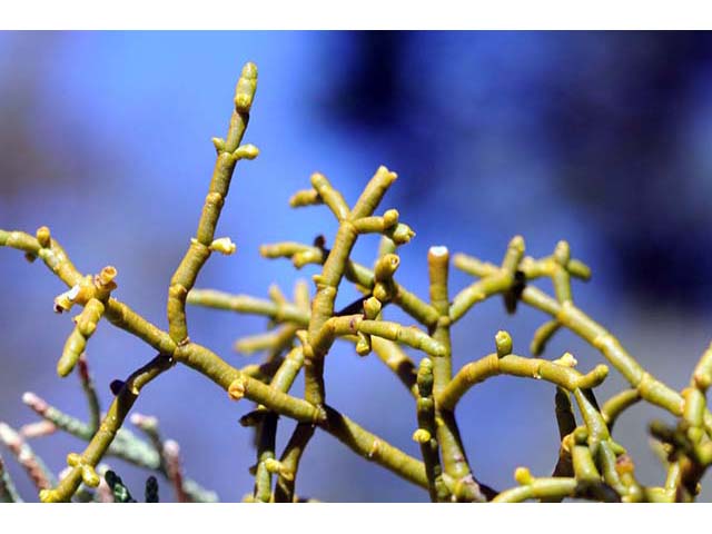 Phoradendron juniperinum (Juniper mistletoe) #73414