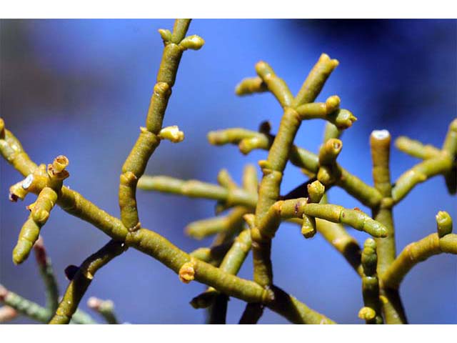 Phoradendron juniperinum (Juniper mistletoe) #73415
