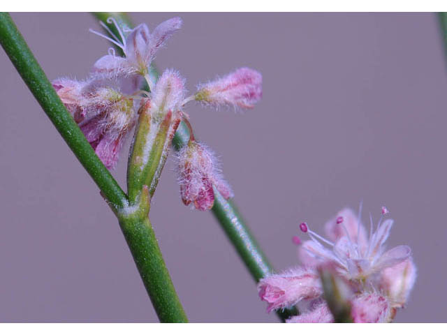 Eriogonum dasyanthemum (Chaparral buckwheat) #51671
