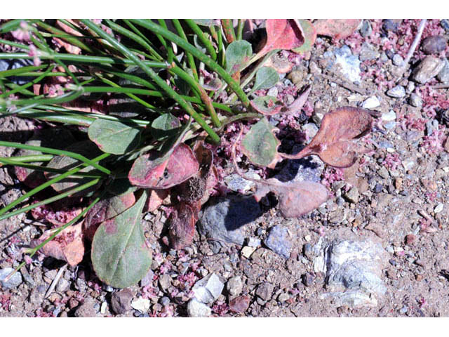 Eriogonum dasyanthemum (Chaparral buckwheat) #51674