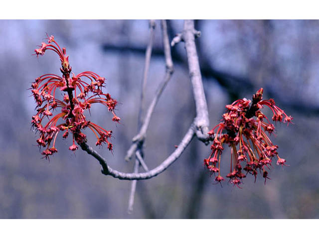 Acer rubrum (Red maple) #73462