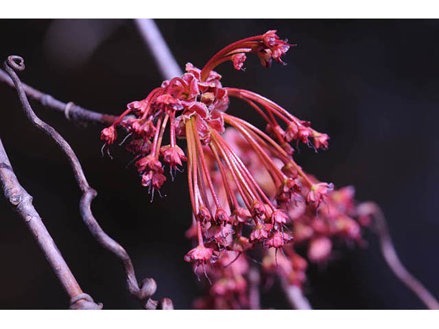 Acer rubrum (Red maple) #73463