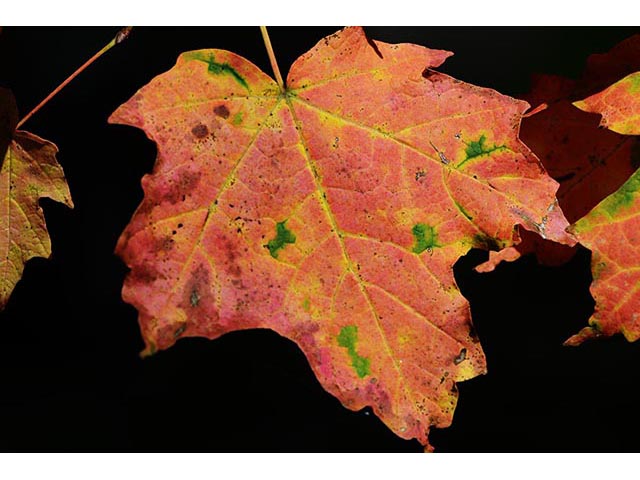 Acer rubrum (Red maple) #73480
