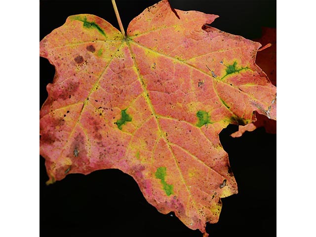 Acer rubrum (Red maple) #73481