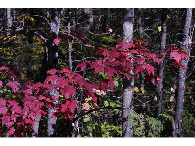 Acer rubrum (Red maple) #73485