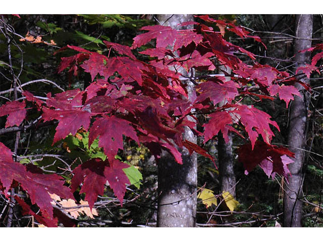 Acer rubrum (Red maple) #73486